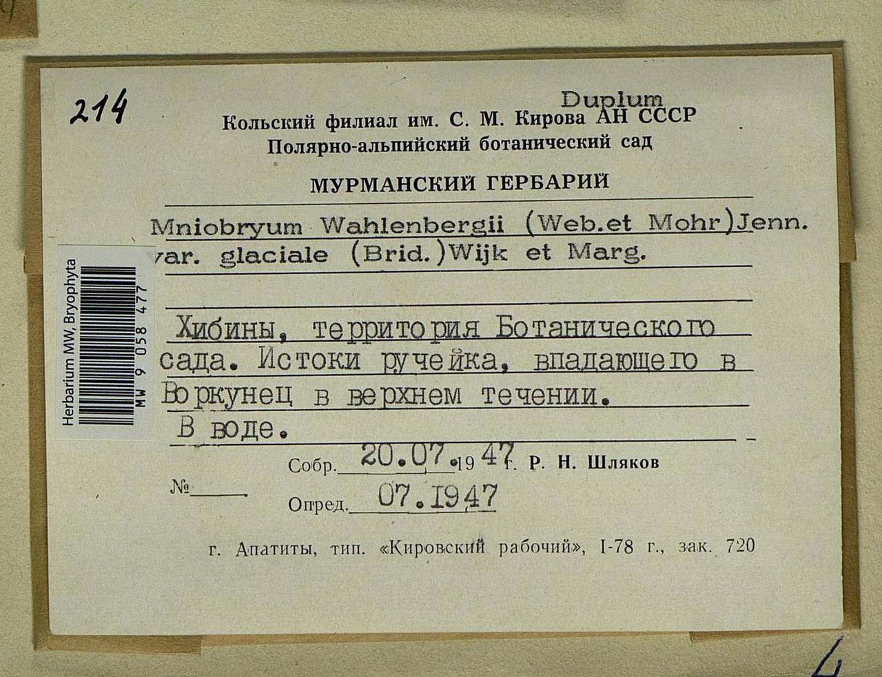 Pohlia wahlenbergii (F. Weber & D. Mohr) A.L. Andrews, Bryophytes, Bryophytes - Karelia, Leningrad & Murmansk Oblasts (B4) (Russia)