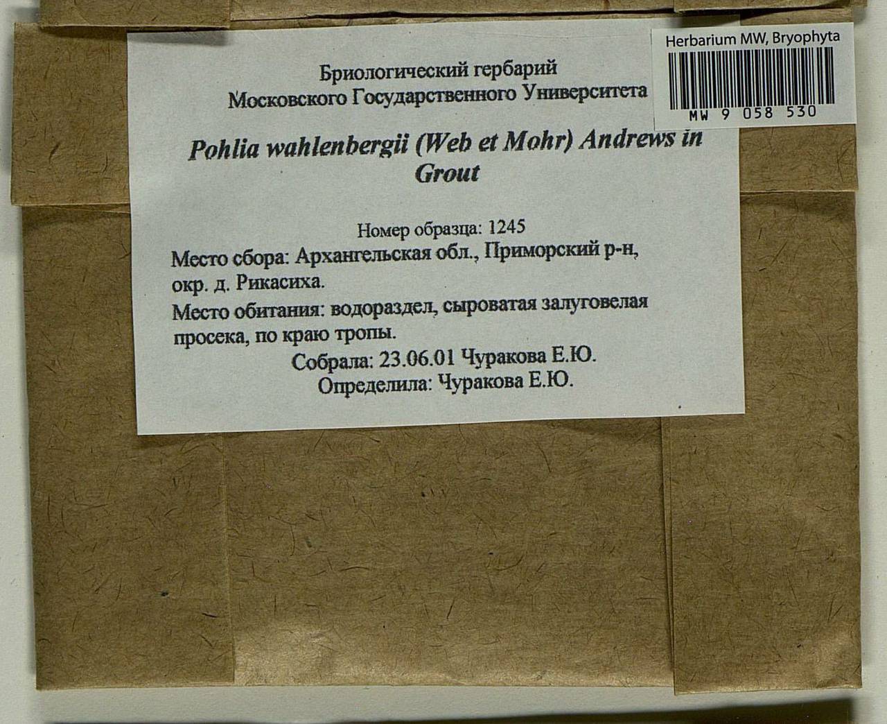 Pohlia wahlenbergii (F. Weber & D. Mohr) A.L. Andrews, Bryophytes, Bryophytes - European North East (B7) (Russia)