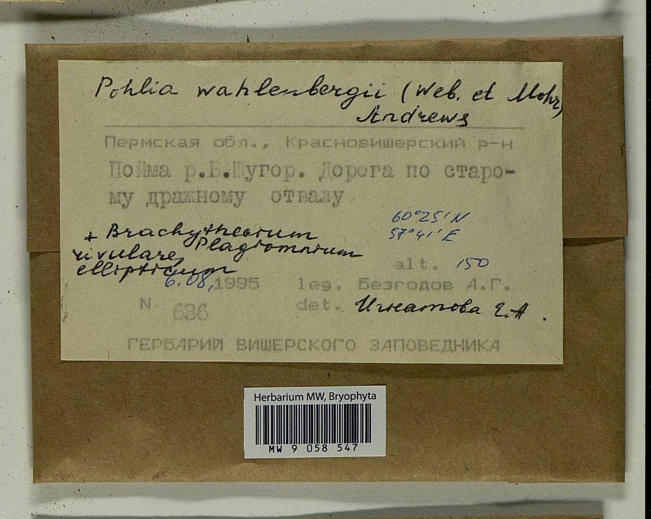 Pohlia wahlenbergii (F. Weber & D. Mohr) A.L. Andrews, Bryophytes, Bryophytes - Permsky Krai, Udmurt Republic, Sverdlovsk & Kirov Oblasts (B8) (Russia)