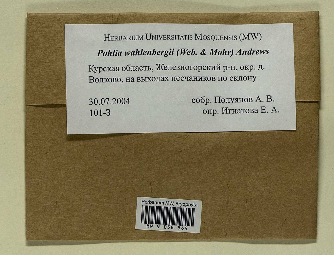 Pohlia wahlenbergii (F. Weber & D. Mohr) A.L. Andrews, Bryophytes, Bryophytes - Central forest-and-steppe region (B10) (Russia)