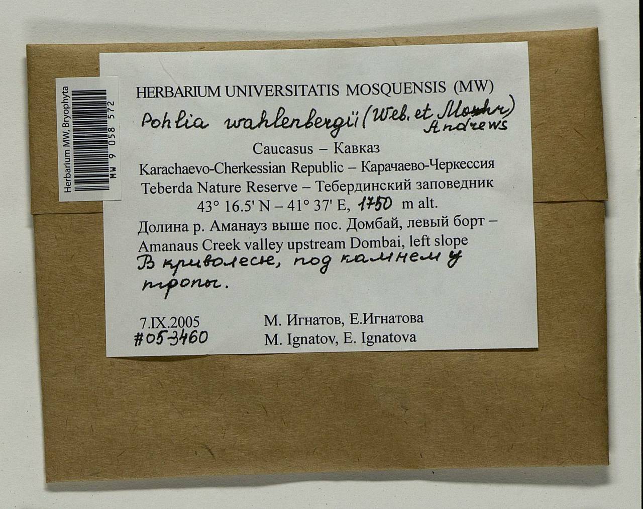 Pohlia wahlenbergii (F. Weber & D. Mohr) A.L. Andrews, Bryophytes, Bryophytes - North Caucasus & Ciscaucasia (B12) (Russia)