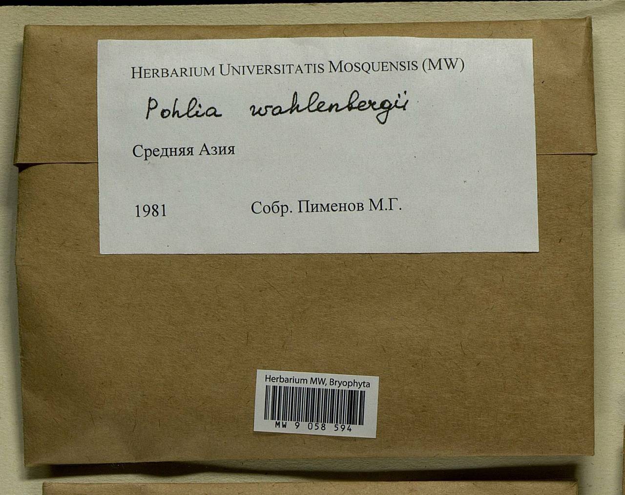 Pohlia wahlenbergii (F. Weber & D. Mohr) A.L. Andrews, Bryophytes, Bryophytes - Middle Asia & Kazakhstan (B16) (Not classified)