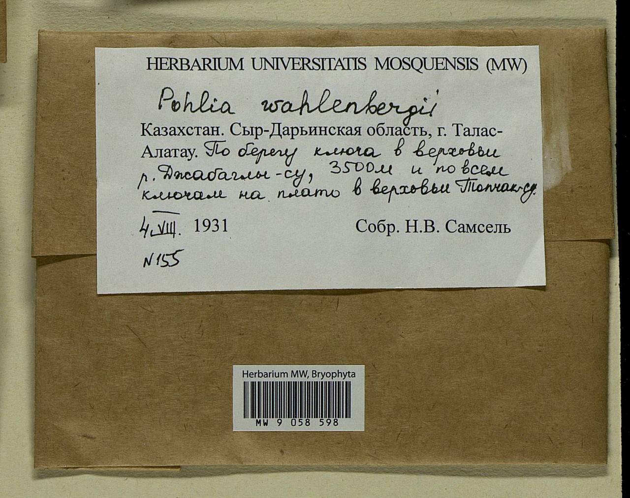 Pohlia wahlenbergii (F. Weber & D. Mohr) A.L. Andrews, Bryophytes, Bryophytes - Middle Asia & Kazakhstan (B16) (Kazakhstan)