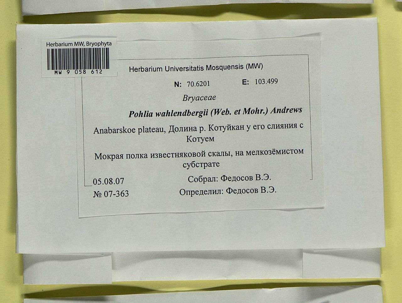 Pohlia wahlenbergii (F. Weber & D. Mohr) A.L. Andrews, Bryophytes, Bryophytes - Krasnoyarsk Krai, Tyva & Khakassia (B17) (Russia)