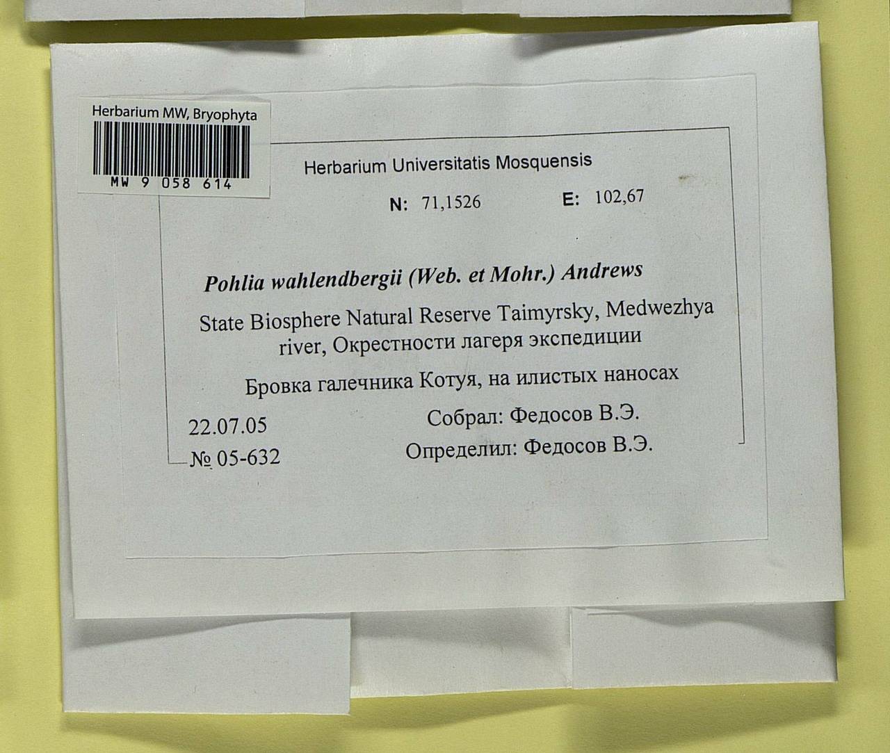 Pohlia wahlenbergii (F. Weber & D. Mohr) A.L. Andrews, Bryophytes, Bryophytes - Krasnoyarsk Krai, Tyva & Khakassia (B17) (Russia)