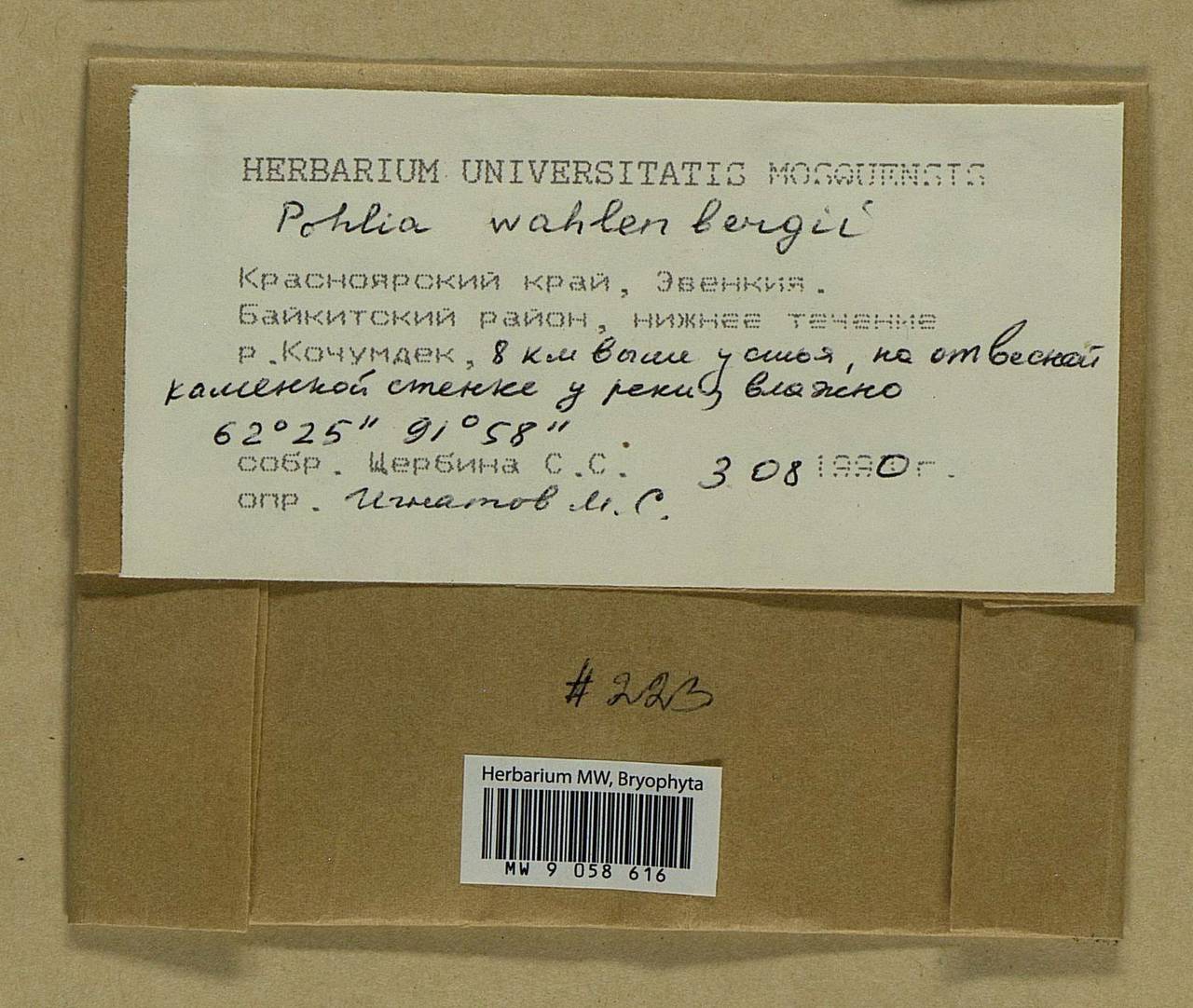 Pohlia wahlenbergii (F. Weber & D. Mohr) A.L. Andrews, Bryophytes, Bryophytes - Krasnoyarsk Krai, Tyva & Khakassia (B17) (Russia)