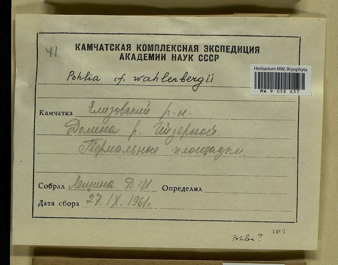 Pohlia wahlenbergii (F. Weber & D. Mohr) A.L. Andrews, Bryophytes, Bryophytes - Chukotka & Kamchatka (B21) (Russia)