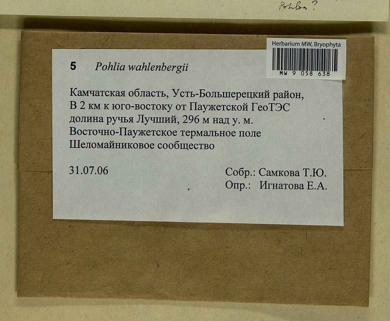 Pohlia wahlenbergii (F. Weber & D. Mohr) A.L. Andrews, Bryophytes, Bryophytes - Chukotka & Kamchatka (B21) (Russia)