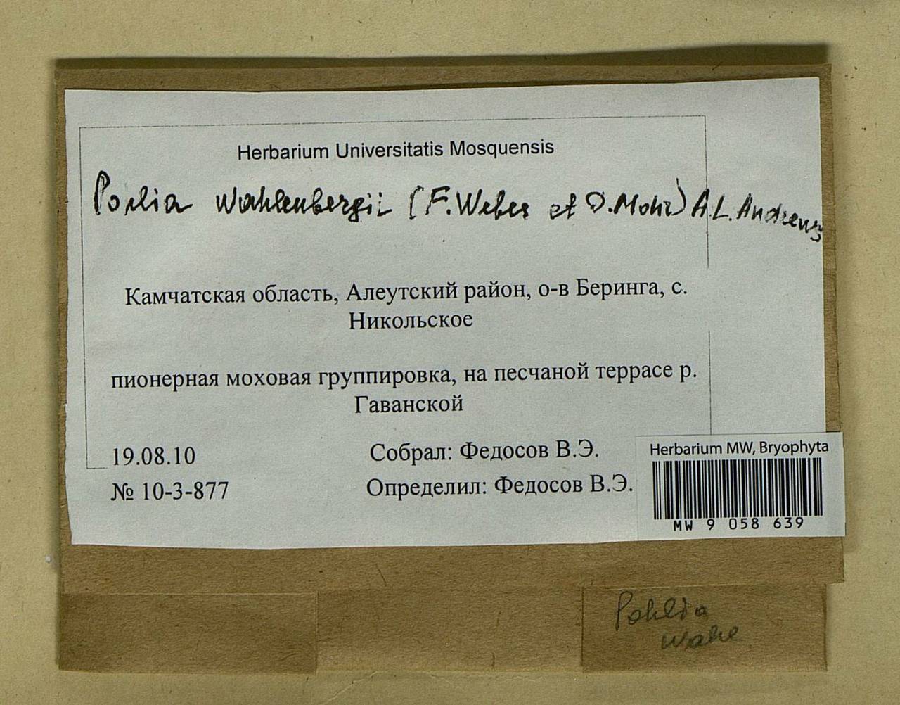 Pohlia wahlenbergii (F. Weber & D. Mohr) A.L. Andrews, Bryophytes, Bryophytes - Chukotka & Kamchatka (B21) (Russia)