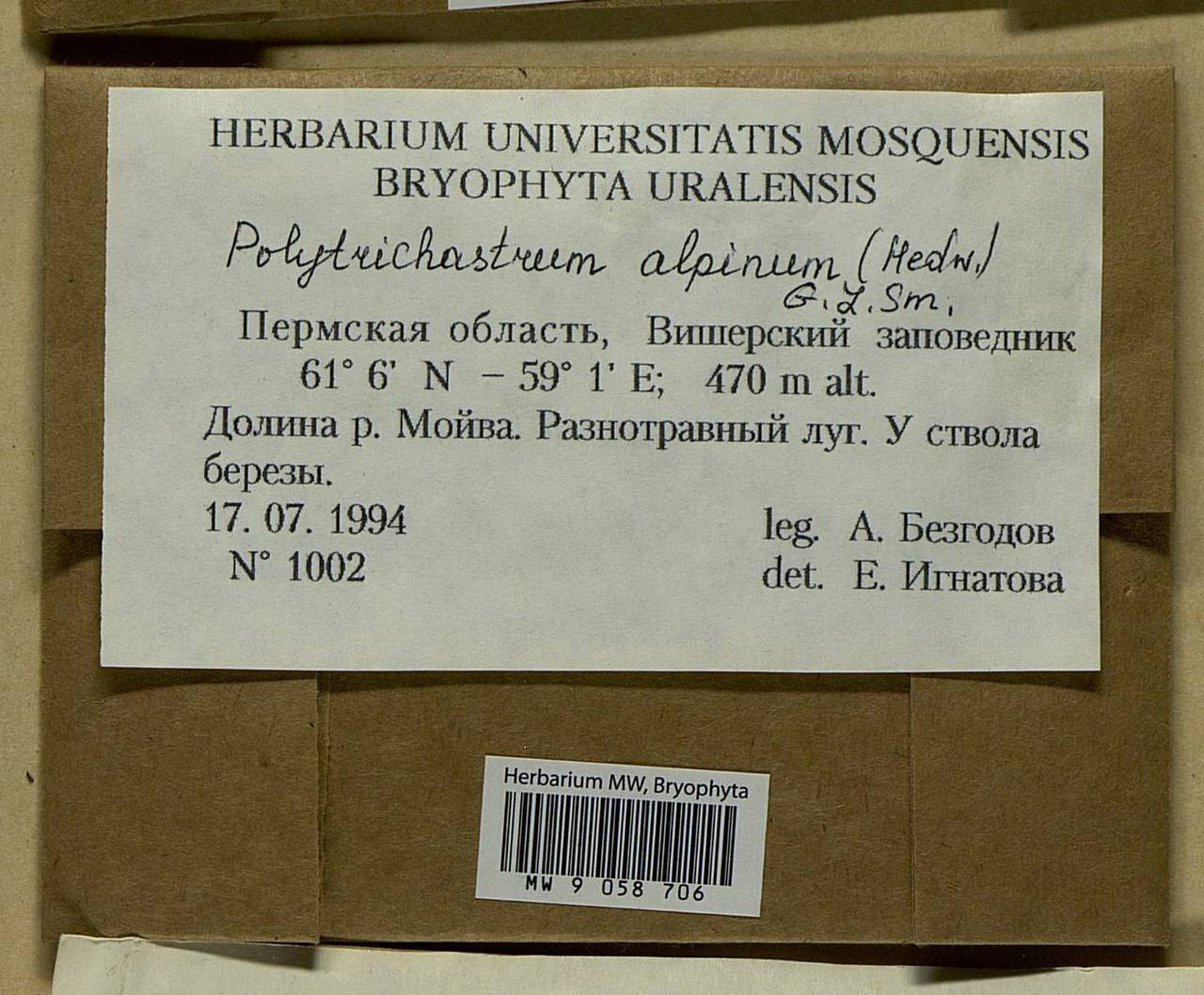 Polytrichastrum alpinum (Hedw.) G.L. Sm., Bryophytes, Bryophytes - Permsky Krai, Udmurt Republic, Sverdlovsk & Kirov Oblasts (B8) (Russia)