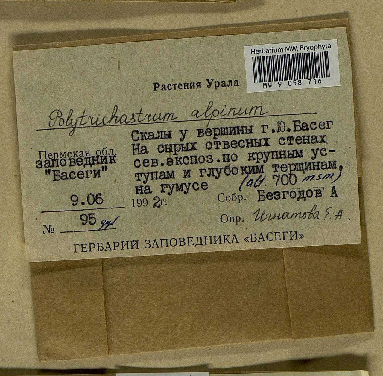 Polytrichastrum alpinum (Hedw.) G.L. Sm., Bryophytes, Bryophytes - Permsky Krai, Udmurt Republic, Sverdlovsk & Kirov Oblasts (B8) (Russia)