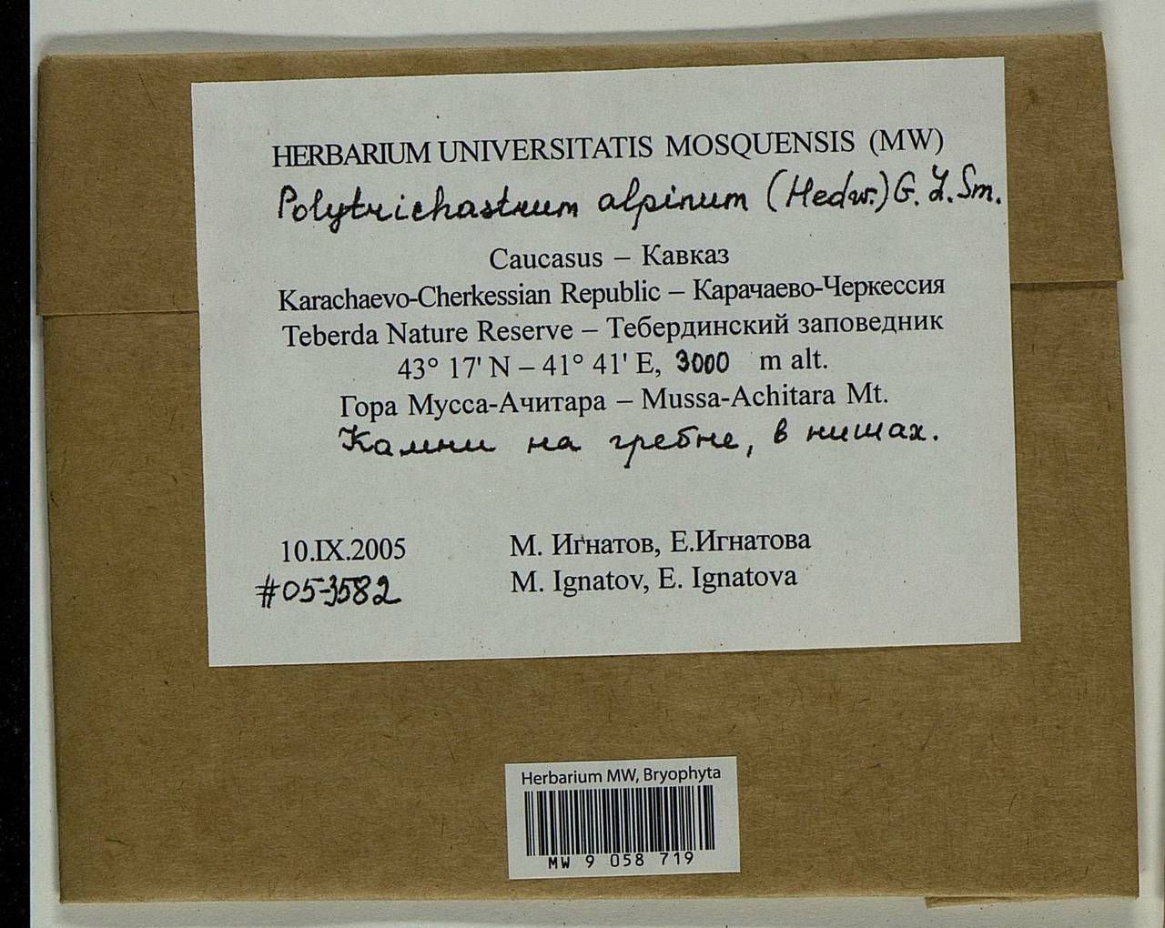 Polytrichastrum alpinum (Hedw.) G.L. Sm., Bryophytes, Bryophytes - North Caucasus & Ciscaucasia (B12) (Russia)