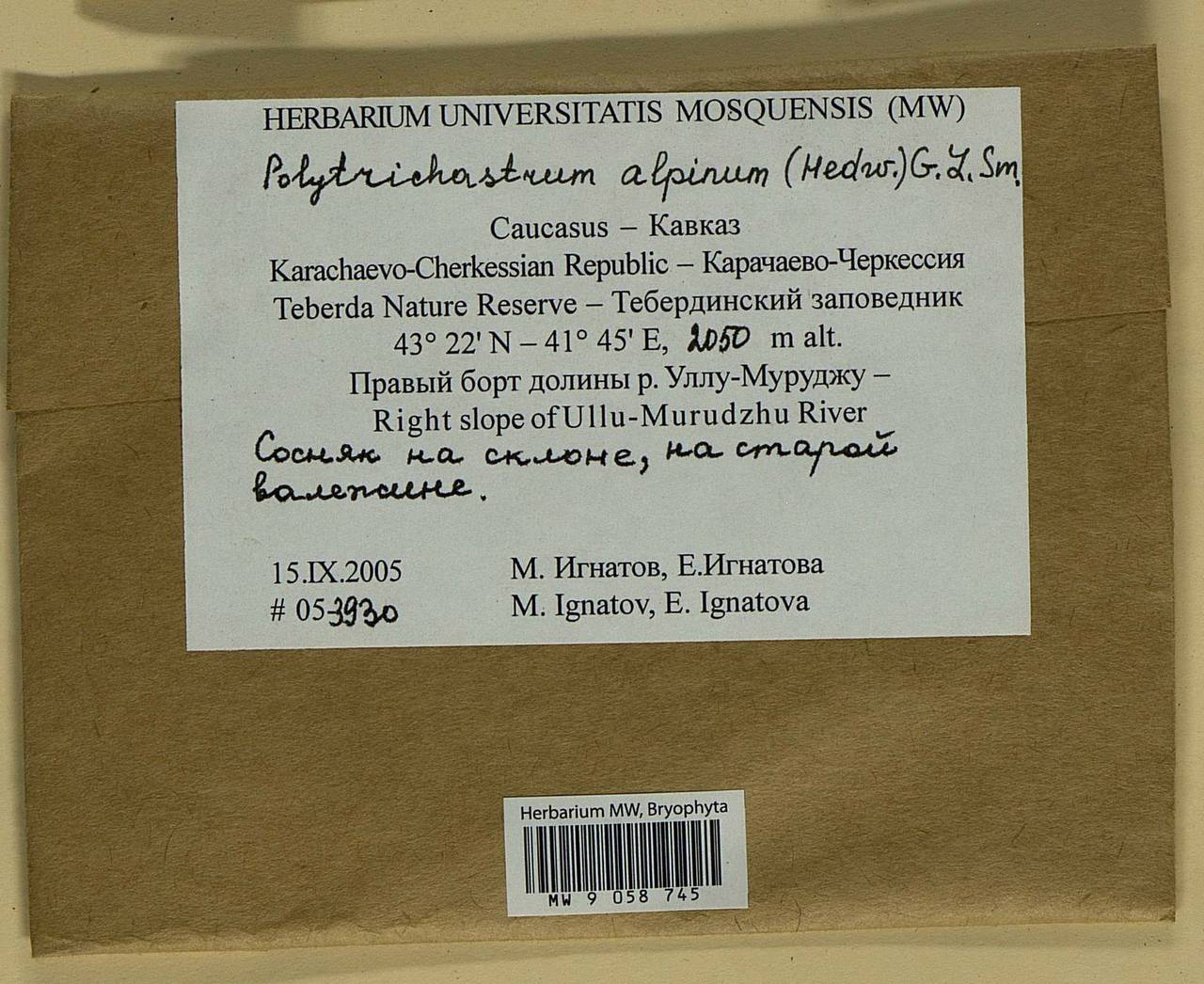 Polytrichastrum alpinum (Hedw.) G.L. Sm., Bryophytes, Bryophytes - North Caucasus & Ciscaucasia (B12) (Russia)