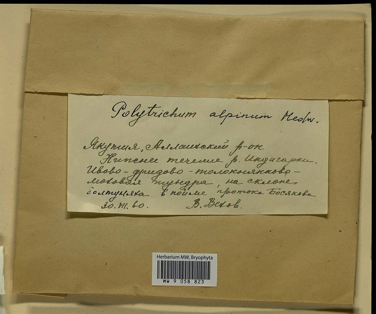 Polytrichastrum alpinum (Hedw.) G.L. Sm., Bryophytes, Bryophytes - Yakutia (B19) (Russia)