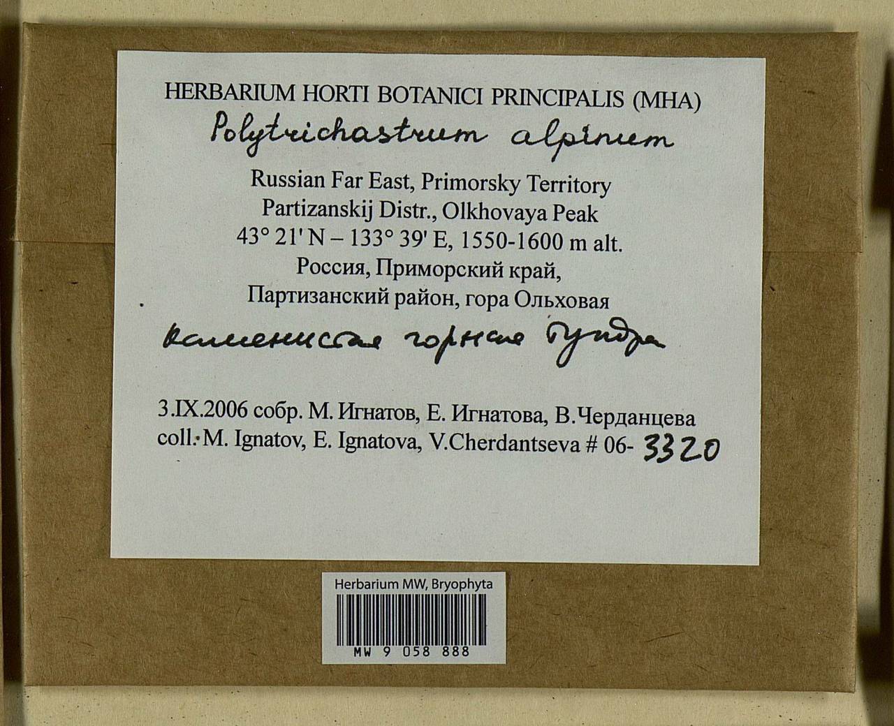 Polytrichastrum alpinum (Hedw.) G.L. Sm., Bryophytes, Bryophytes - Russian Far East (excl. Chukotka & Kamchatka) (B20) (Russia)