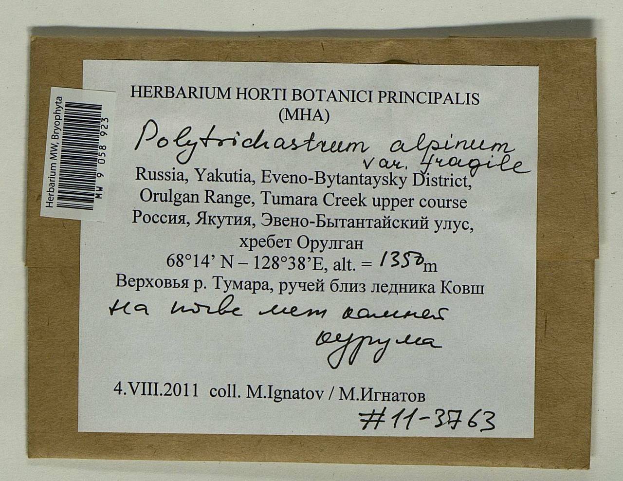 Polytrichastrum fragile (Bryhn) Schljakov, Bryophytes, Bryophytes - Yakutia (B19) (Russia)