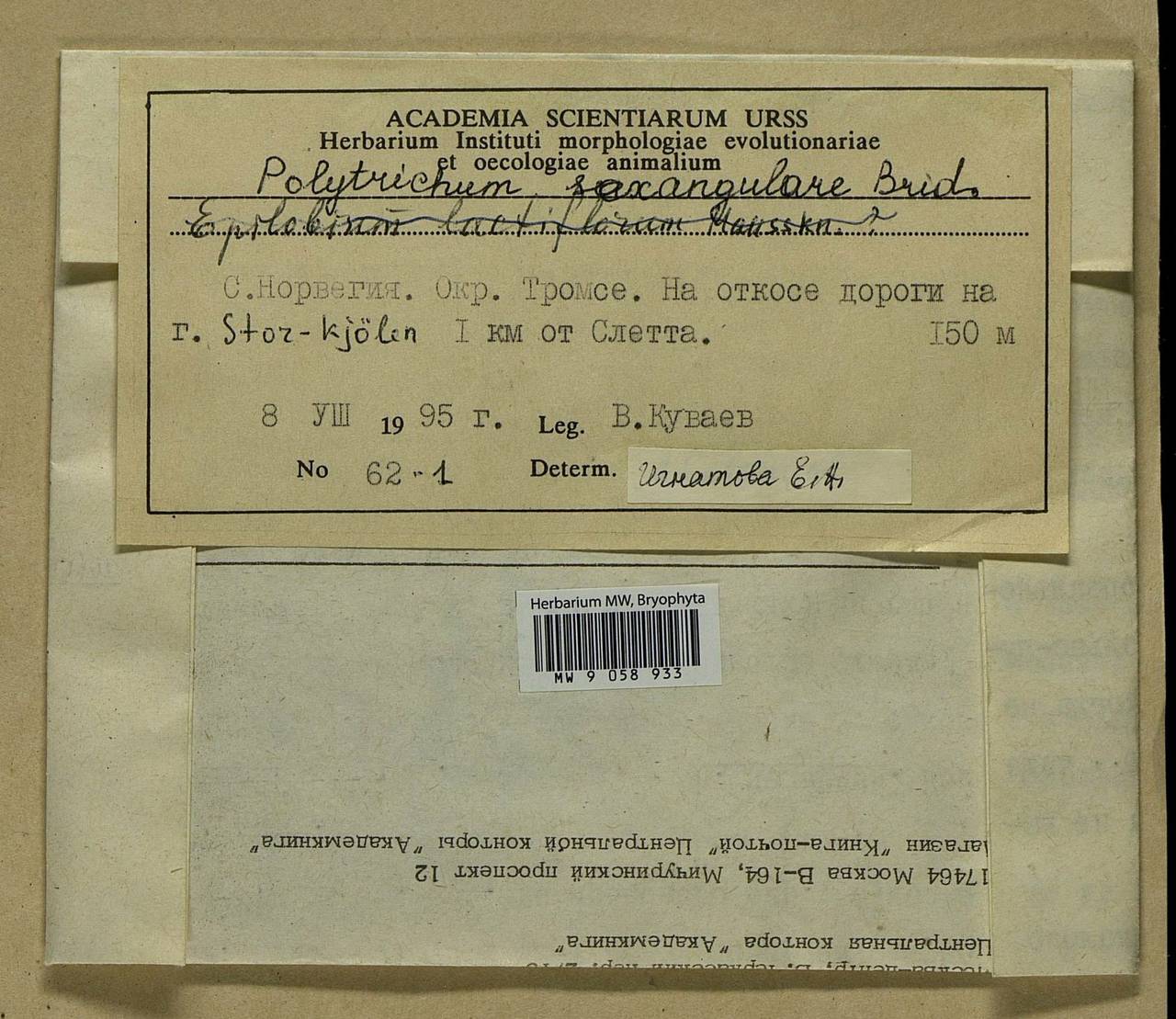 Polytrichastrum sexangulare (Flörke ex Brid.) G.L. Sm., Bryophytes, Bryophytes - Western Europe (BEu) (Norway)