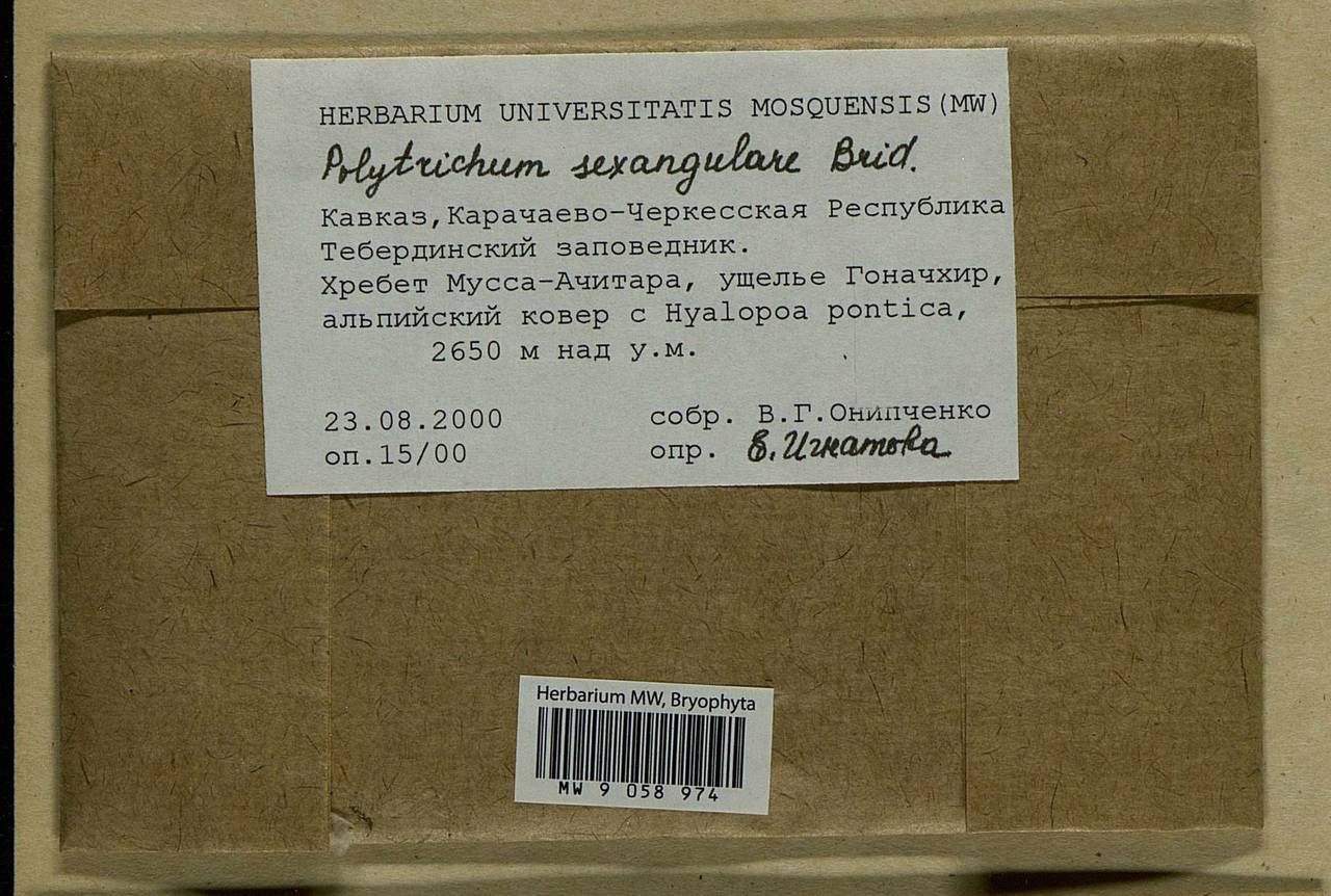 Polytrichastrum sexangulare (Flörke ex Brid.) G.L. Sm., Bryophytes, Bryophytes - North Caucasus & Ciscaucasia (B12) (Russia)