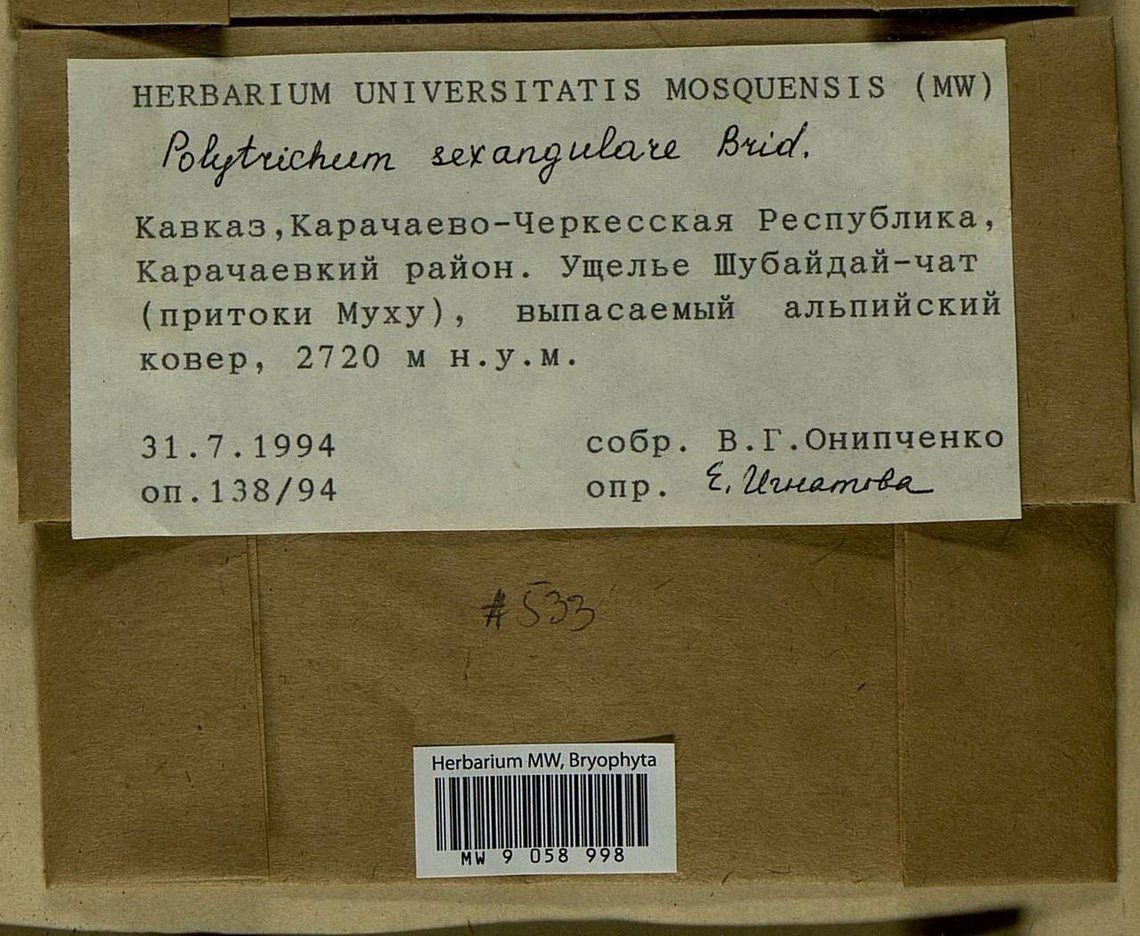 Polytrichastrum sexangulare (Flörke ex Brid.) G.L. Sm., Bryophytes, Bryophytes - North Caucasus & Ciscaucasia (B12) (Russia)