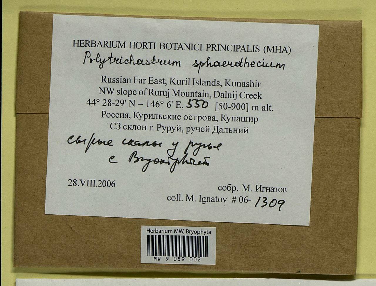 Polytrichastrum sphaerothecium (Besch.) J.-P. Frahm, Bryophytes, Bryophytes - Russian Far East (excl. Chukotka & Kamchatka) (B20) (Russia)