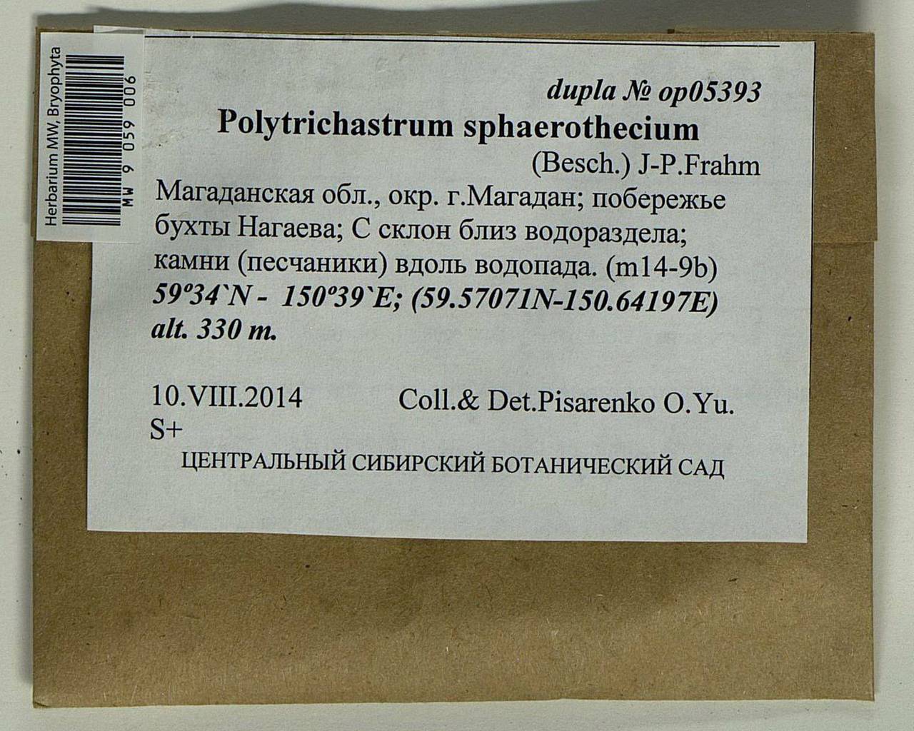 Polytrichastrum sphaerothecium (Besch.) J.-P. Frahm, Bryophytes, Bryophytes - Chukotka & Kamchatka (B21) (Russia)
