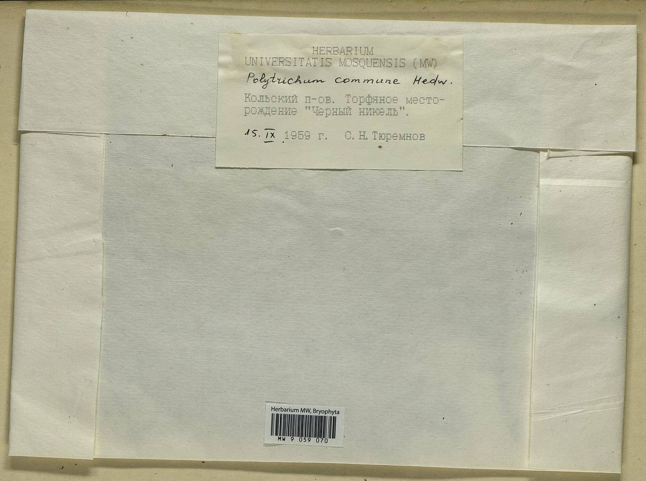 Polytrichum commune Hedw., Bryophytes, Bryophytes - Karelia, Leningrad & Murmansk Oblasts (B4) (Russia)