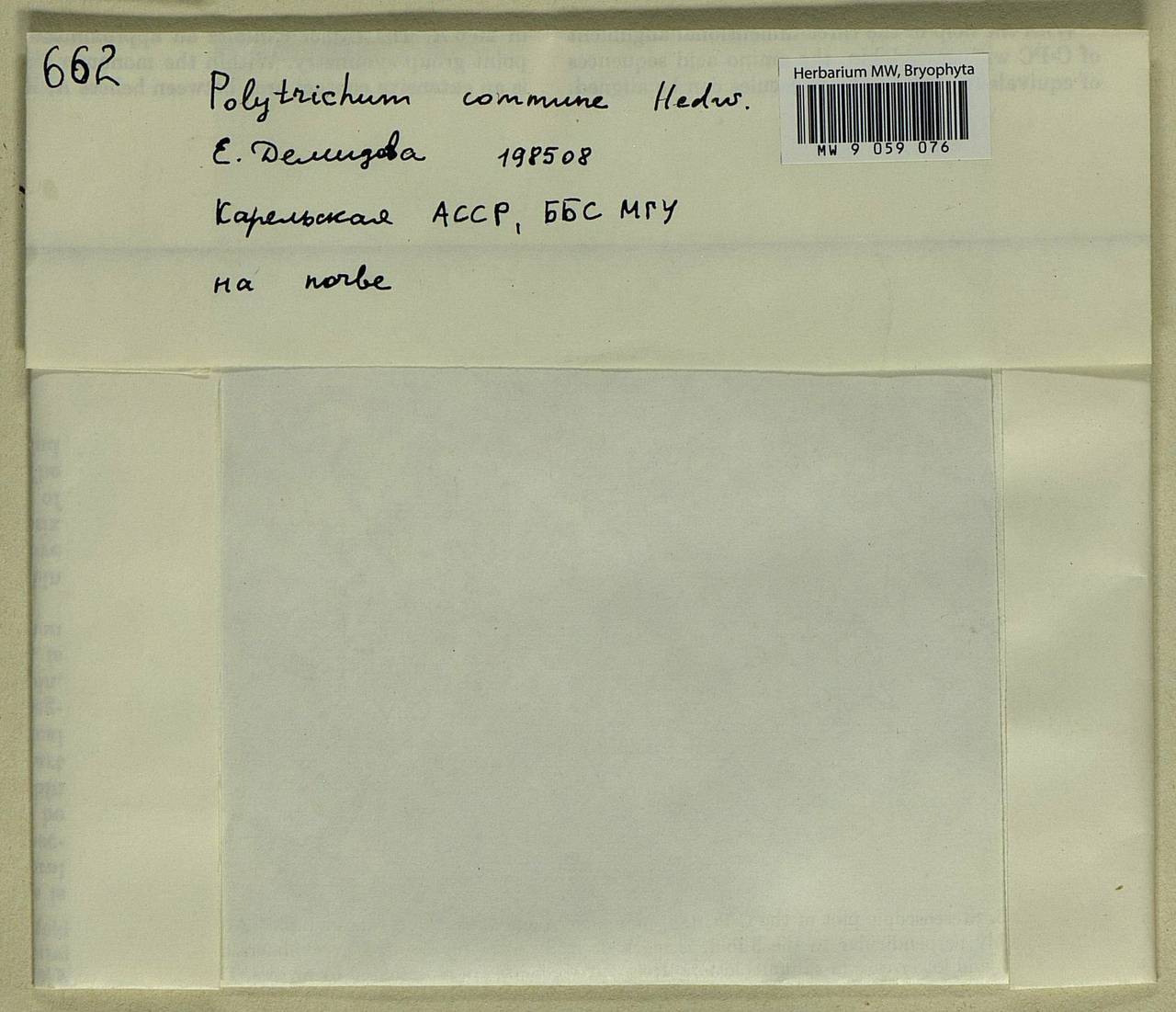 Polytrichum commune Hedw., Bryophytes, Bryophytes - Karelia, Leningrad & Murmansk Oblasts (B4) (Russia)