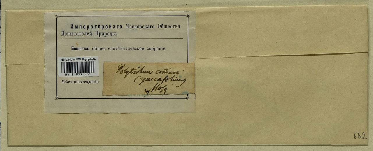 Polytrichum commune Hedw., Bryophytes, Bryophytes - Moscow City & Moscow Oblast (B6a) (Russia)