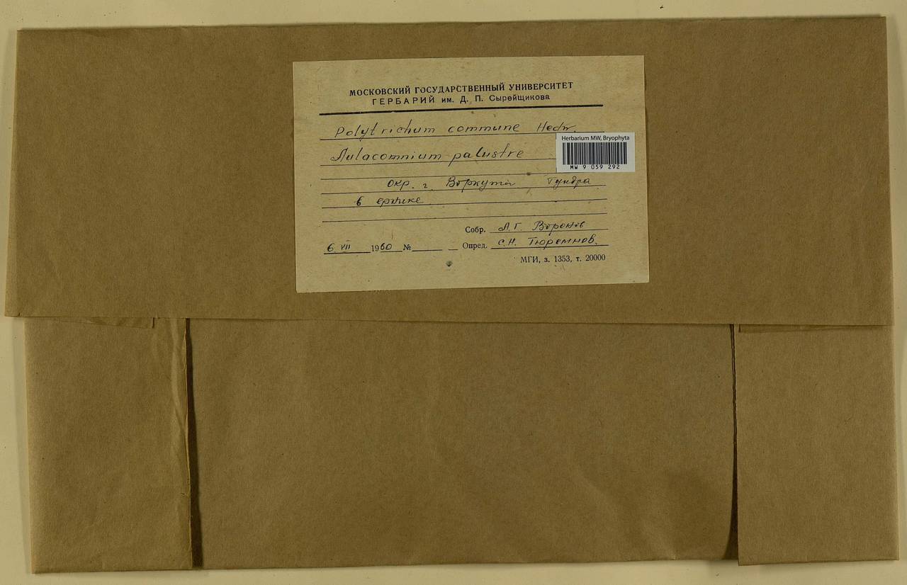 Polytrichum commune Hedw., Bryophytes, Bryophytes - European North East (B7) (Russia)