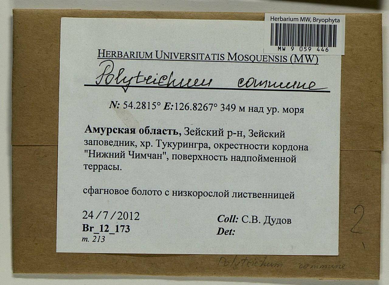 Polytrichum commune Hedw., Bryophytes, Bryophytes - Russian Far East (excl. Chukotka & Kamchatka) (B20) (Russia)