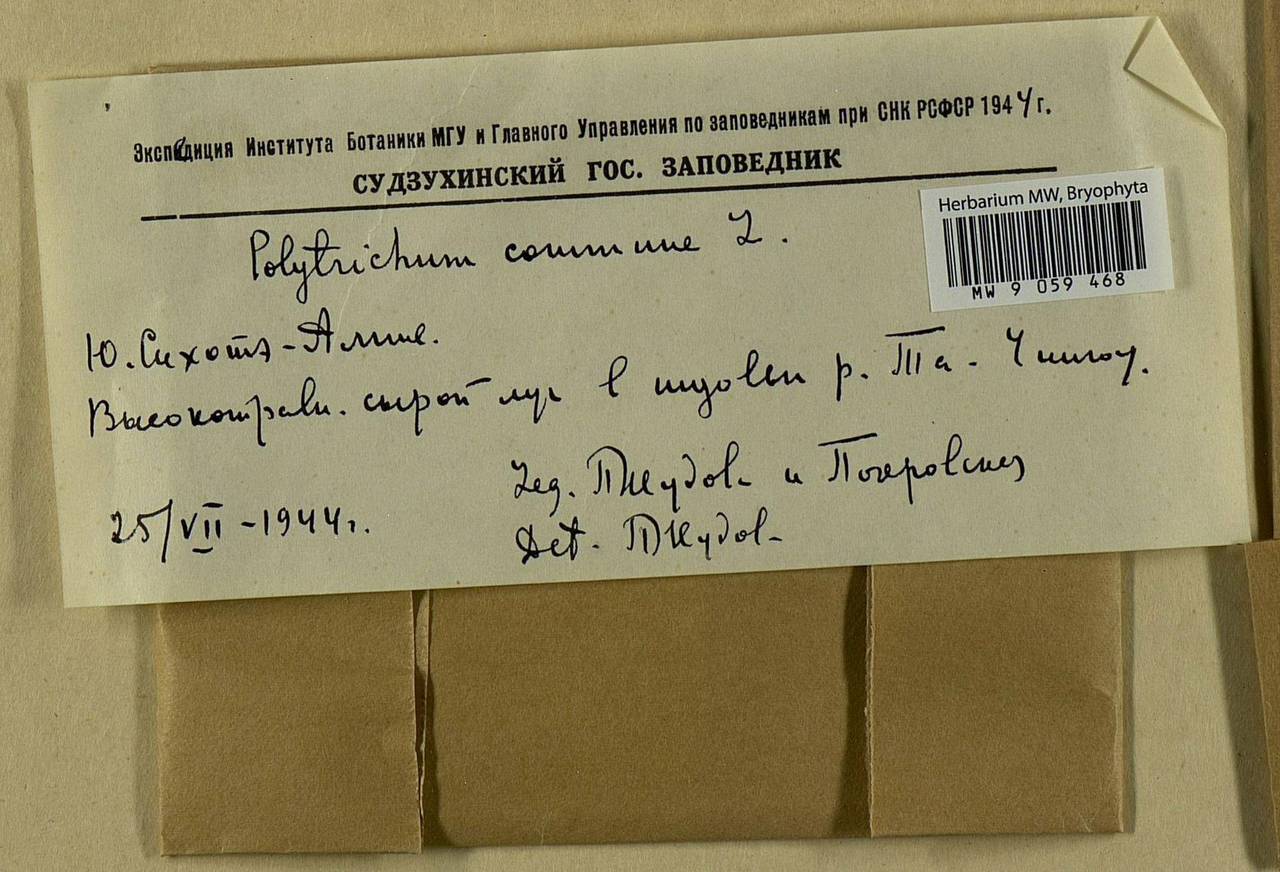 Polytrichum commune Hedw., Bryophytes, Bryophytes - Russian Far East (excl. Chukotka & Kamchatka) (B20) (Russia)