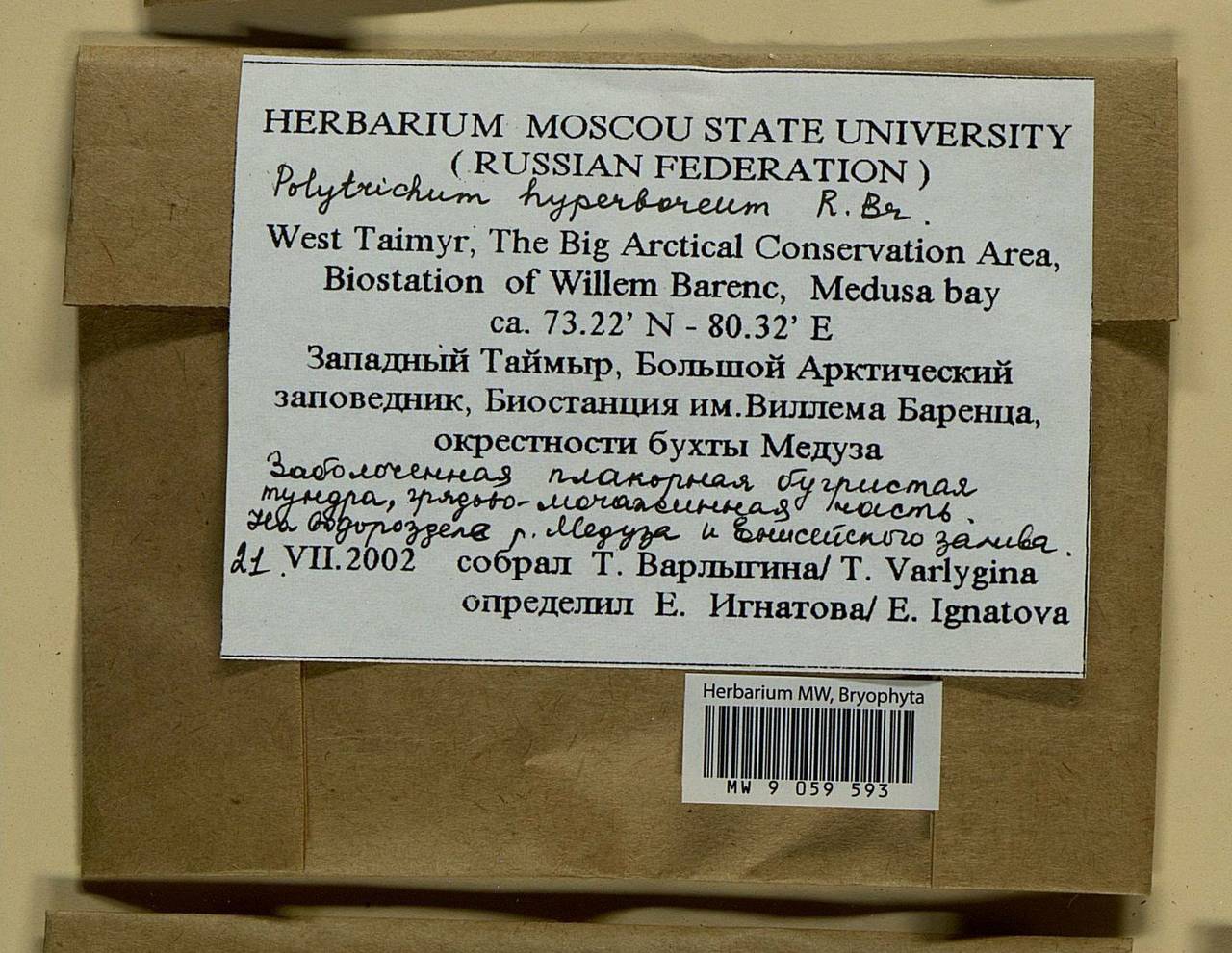 Polytrichum hyperboreum R. Br., Bryophytes, Bryophytes - Krasnoyarsk Krai, Tyva & Khakassia (B17) (Russia)