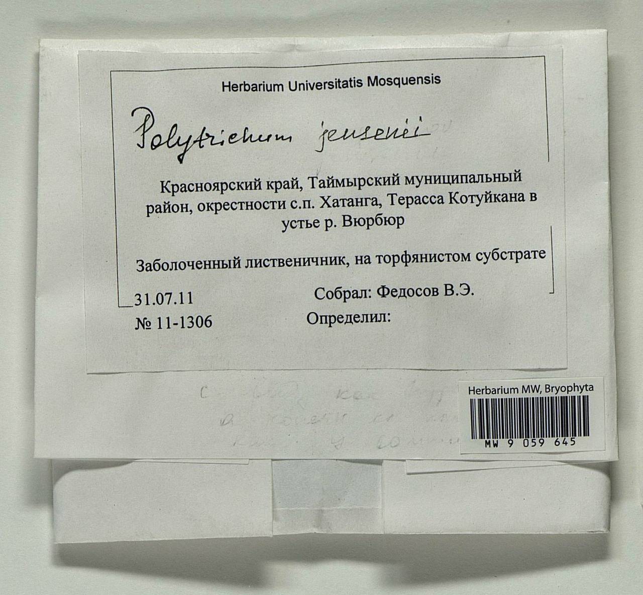 Polytrichum jensenii I. Hagen, Bryophytes, Bryophytes - Krasnoyarsk Krai, Tyva & Khakassia (B17) (Russia)