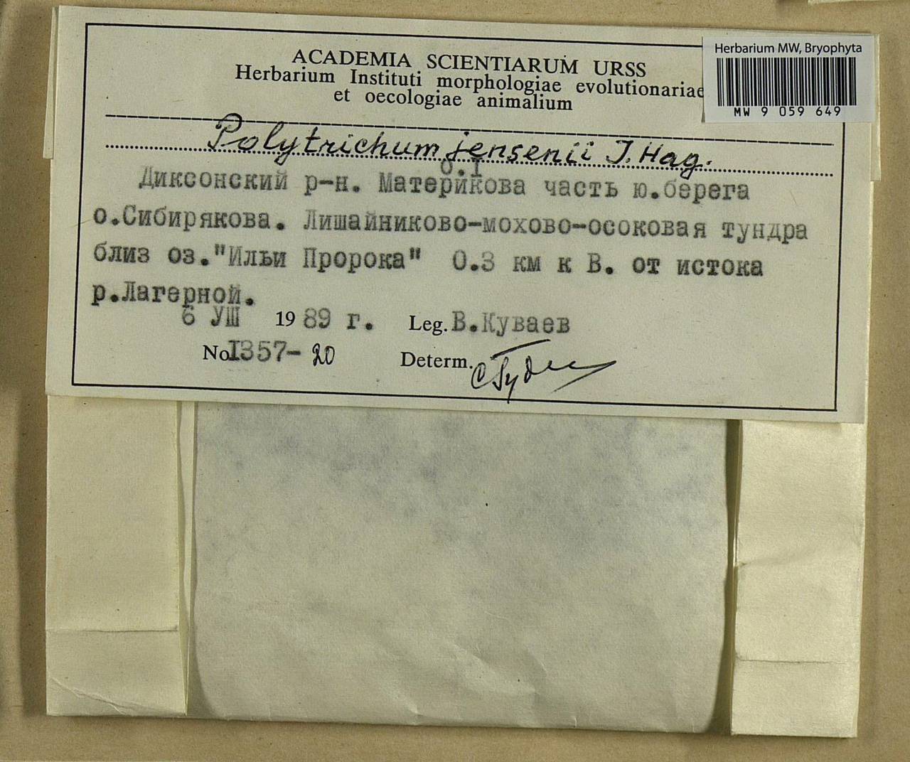 Polytrichum jensenii I. Hagen, Bryophytes, Bryophytes - Krasnoyarsk Krai, Tyva & Khakassia (B17) (Russia)