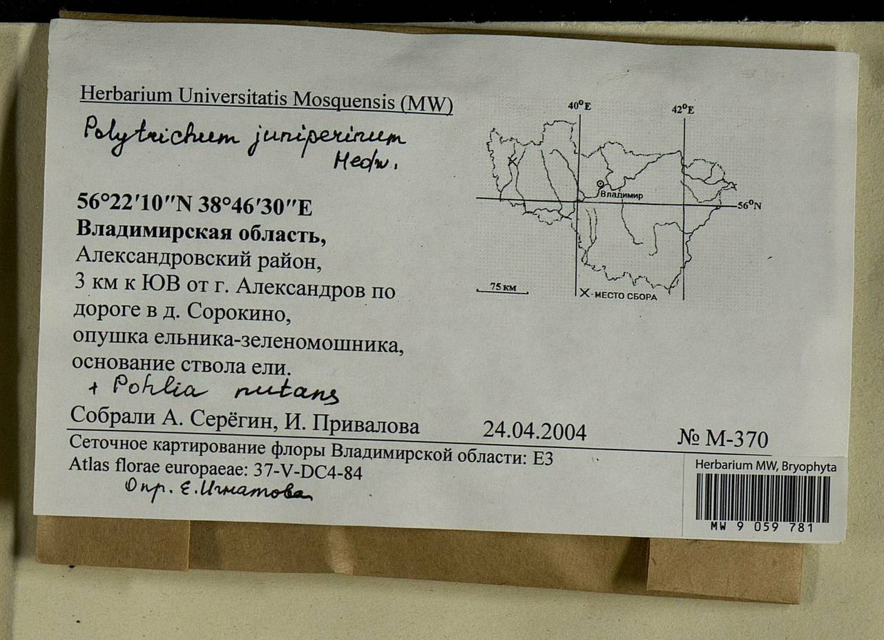Polytrichum juniperinum Hedw., Bryophytes, Bryophytes - Middle Russia (B6) (Russia)