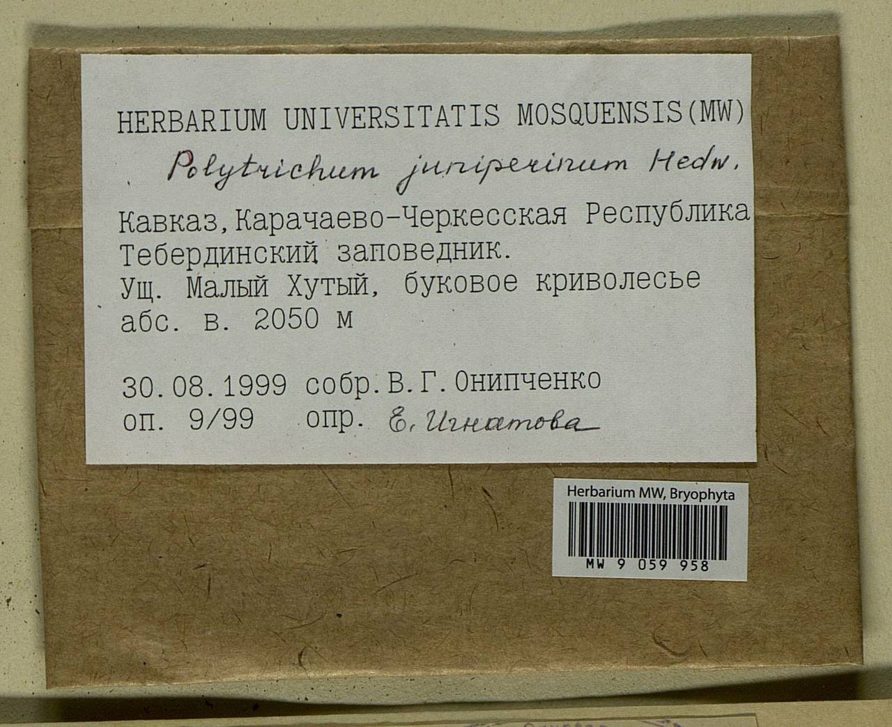 Polytrichum juniperinum Hedw., Bryophytes, Bryophytes - North Caucasus & Ciscaucasia (B12) (Russia)