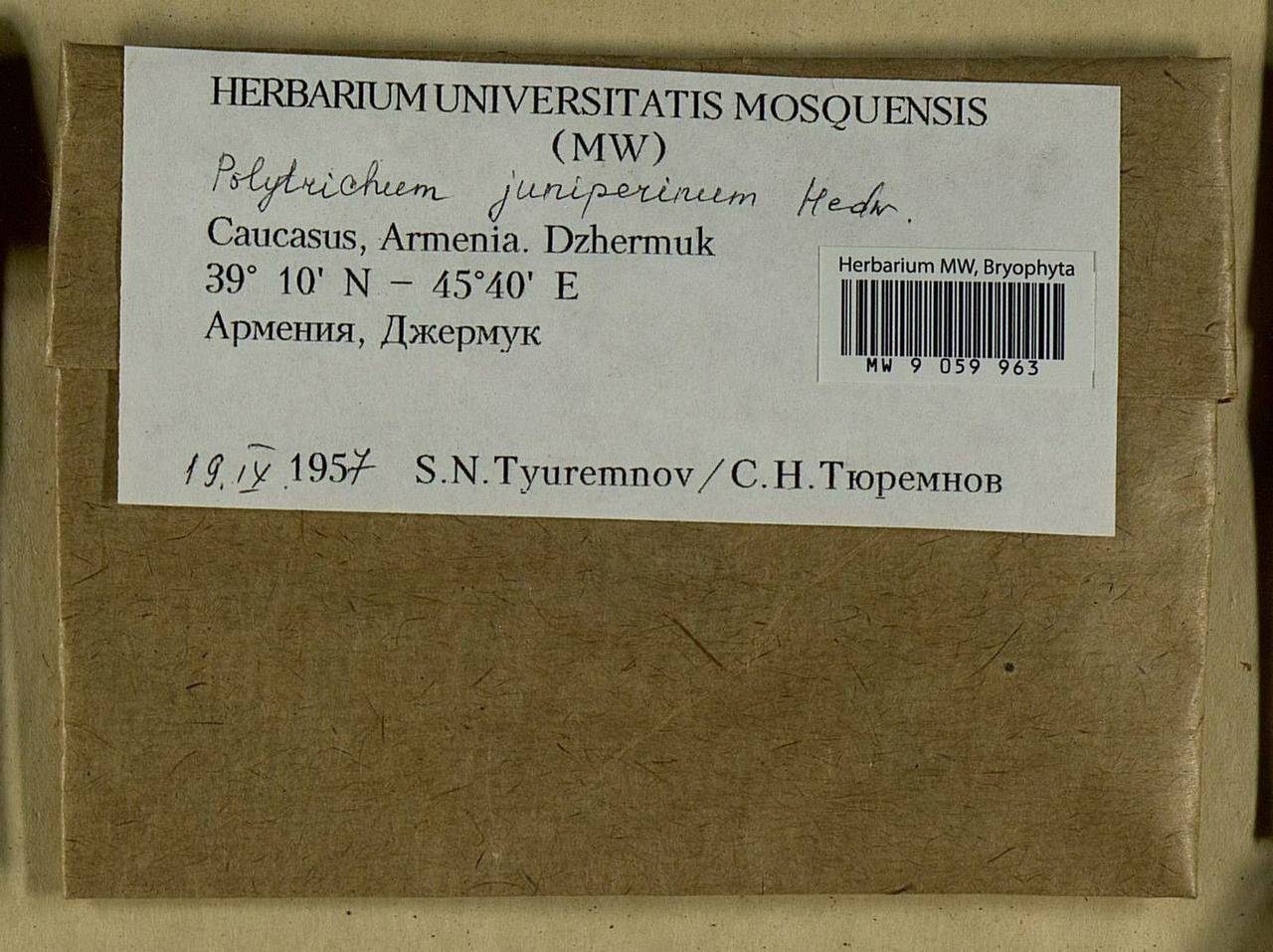 Polytrichum juniperinum Hedw., Bryophytes, Bryophytes - Transcaucasia (B13) (Armenia)