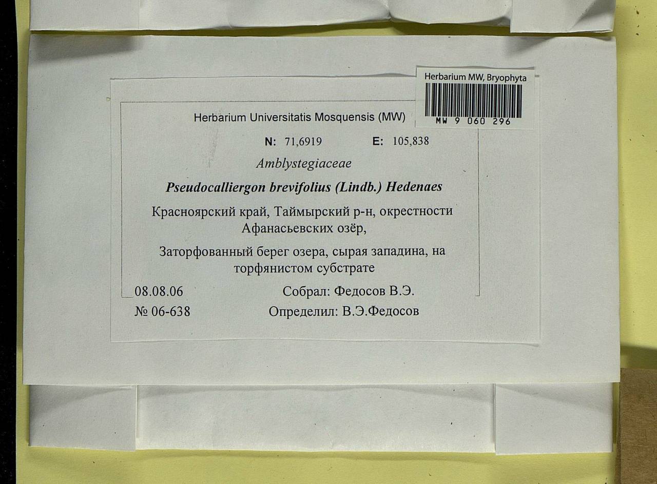 Drepanocladus brevifolius (Lindb.) Warnst., Bryophytes, Bryophytes - Krasnoyarsk Krai, Tyva & Khakassia (B17) (Russia)