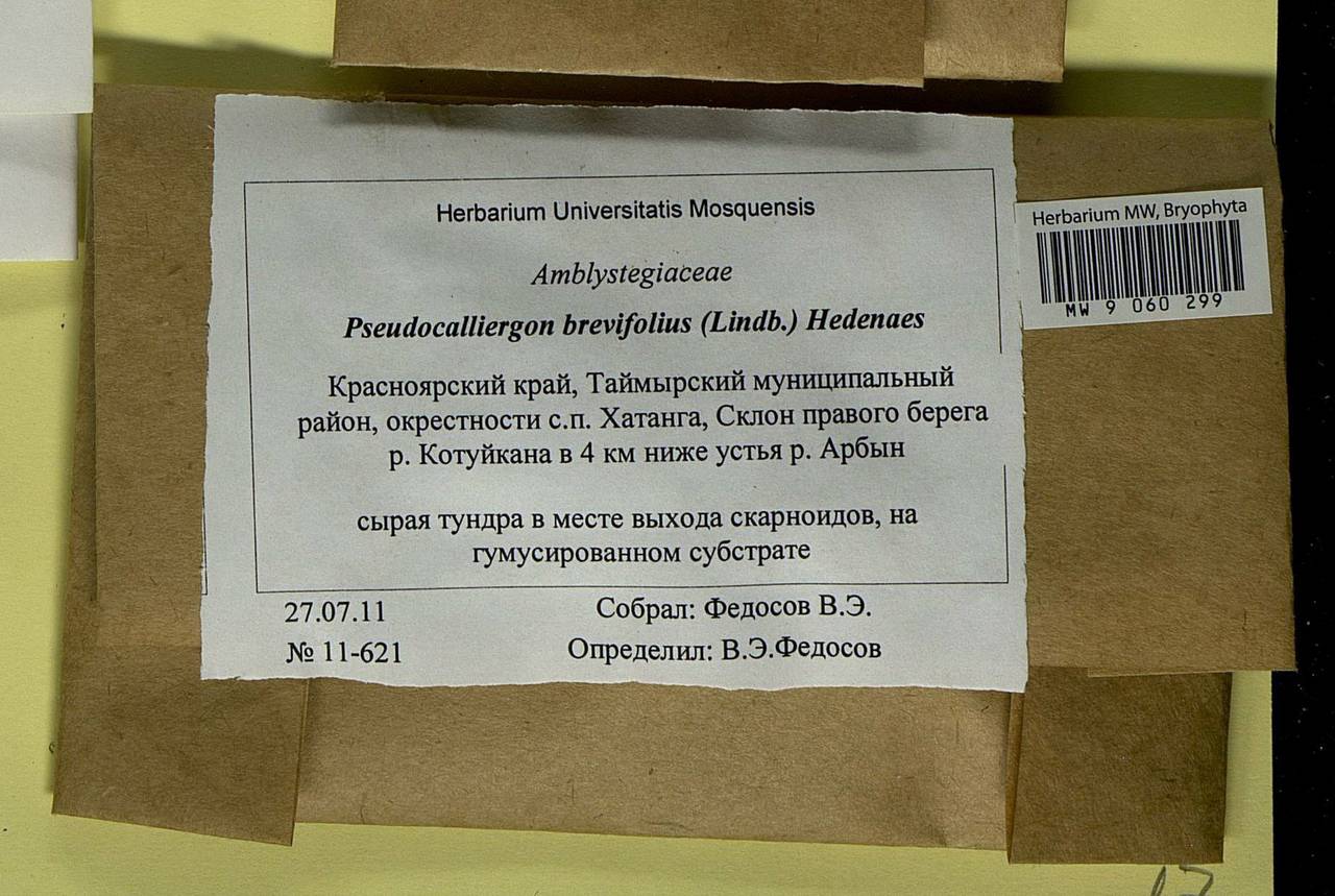 Drepanocladus brevifolius (Lindb.) Warnst., Bryophytes, Bryophytes - Krasnoyarsk Krai, Tyva & Khakassia (B17) (Russia)