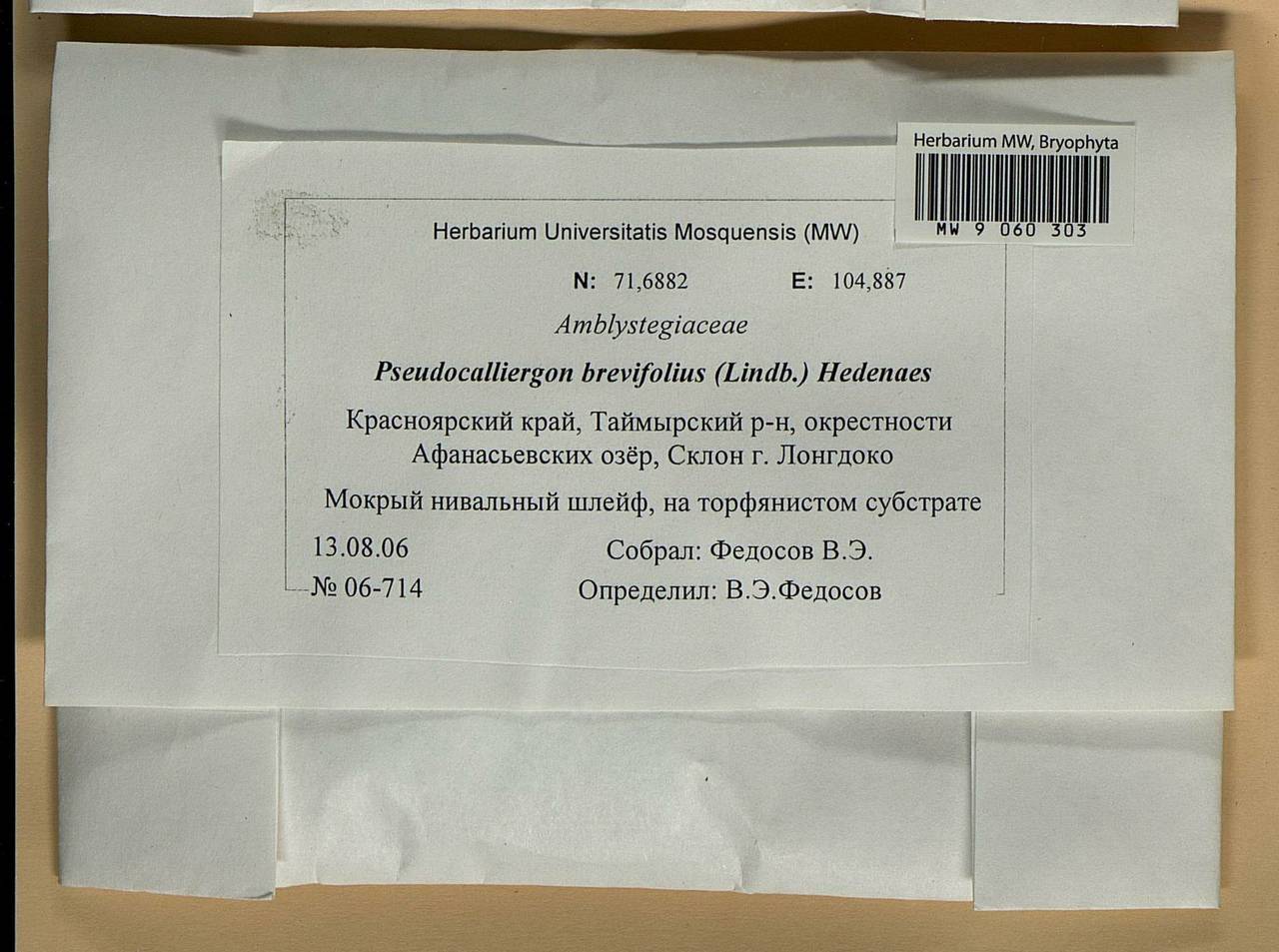 Drepanocladus brevifolius (Lindb.) Warnst., Bryophytes, Bryophytes - Krasnoyarsk Krai, Tyva & Khakassia (B17) (Russia)
