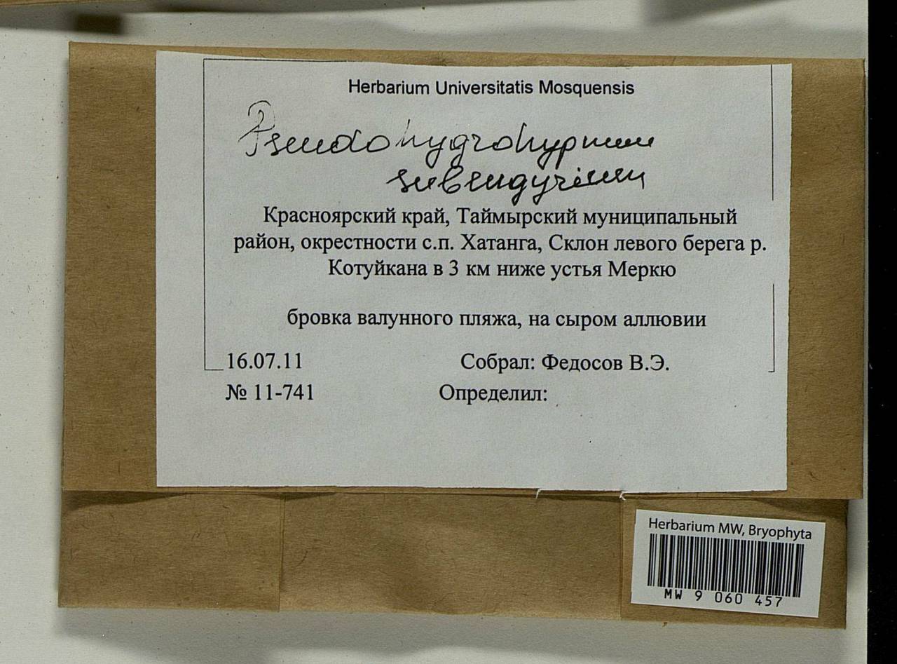 Pseudohygrohypnum subeugyrium (Renauld & Cardot) Ignatov & Ignatova, Bryophytes, Bryophytes - Krasnoyarsk Krai, Tyva & Khakassia (B17) (Russia)