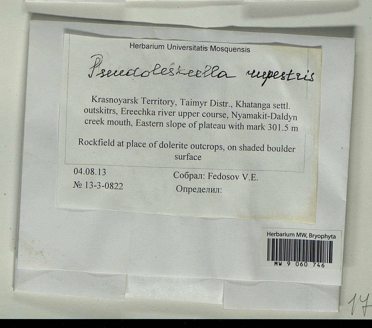 Pseudoleskeella rupestris (Berggr.) Hedenäs & L. Söderstr., Bryophytes, Bryophytes - Krasnoyarsk Krai, Tyva & Khakassia (B17) (Russia)