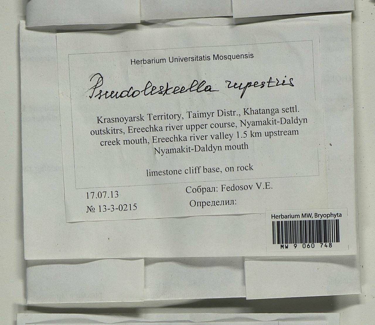 Pseudoleskeella rupestris (Berggr.) Hedenäs & L. Söderstr., Bryophytes, Bryophytes - Krasnoyarsk Krai, Tyva & Khakassia (B17) (Russia)