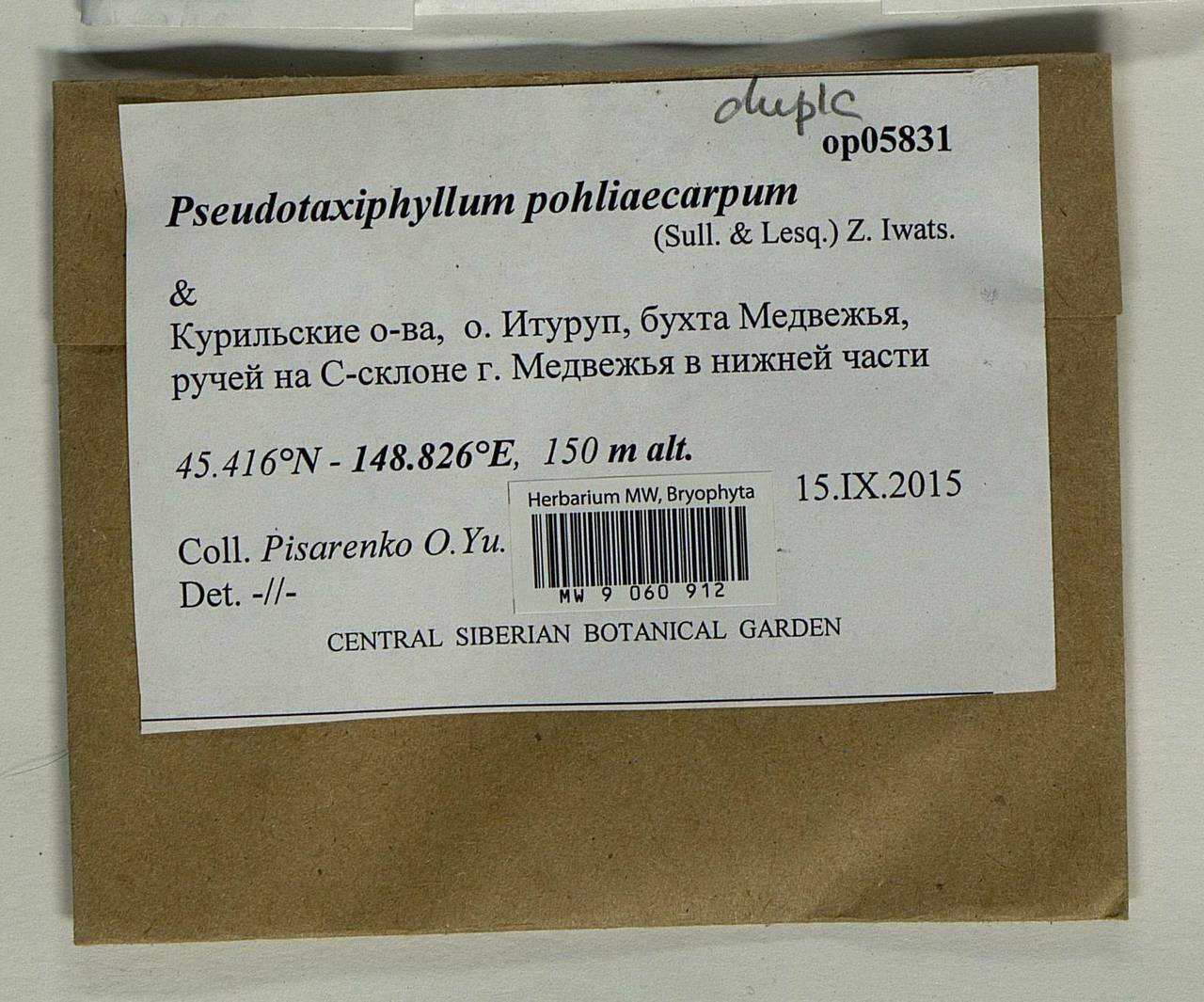 Pseudotaxiphyllum pohliicarpum (Sull. & Lesq.) Z. Iwats., Bryophytes, Bryophytes - Russian Far East (excl. Chukotka & Kamchatka) (B20) (Russia)