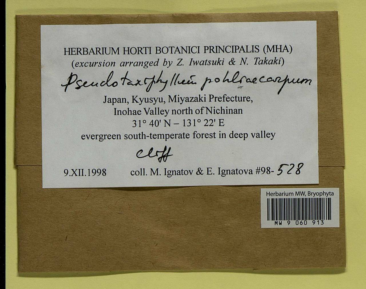 Pseudotaxiphyllum pohliicarpum (Sull. & Lesq.) Z. Iwats., Bryophytes, Bryophytes - Asia (outside ex-Soviet states) (BAs) (Japan)