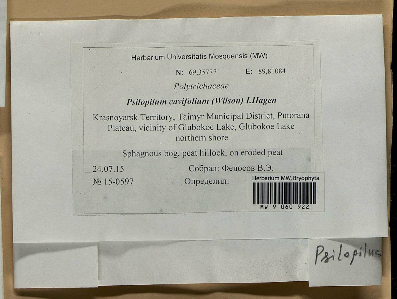 Psilopilum cavifolium (Wilson) I. Hagen, Bryophytes, Bryophytes - Krasnoyarsk Krai, Tyva & Khakassia (B17) (Russia)