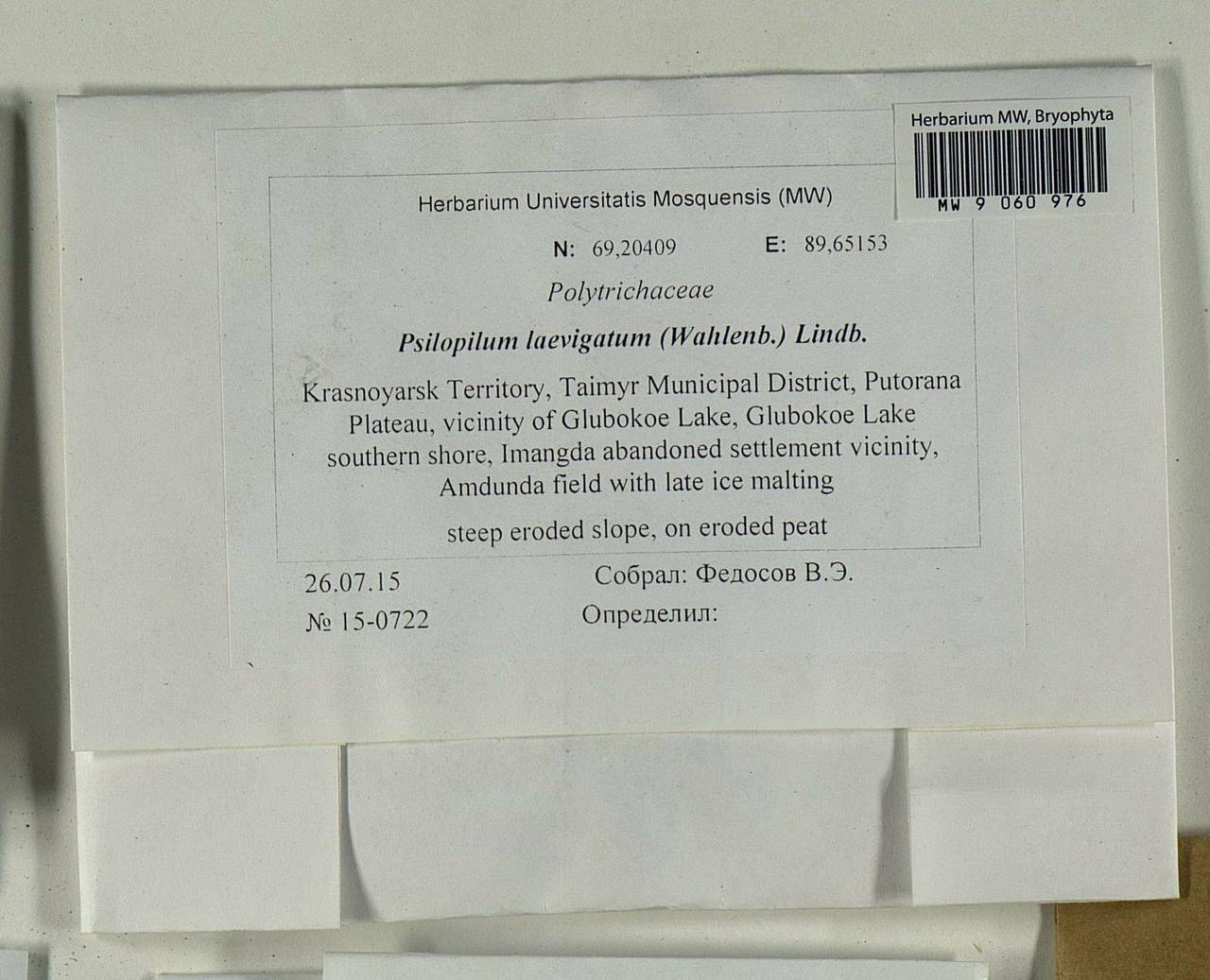 Psilopilum laevigatum (Wahlenb.) Lindb., Bryophytes, Bryophytes - Krasnoyarsk Krai, Tyva & Khakassia (B17) (Russia)