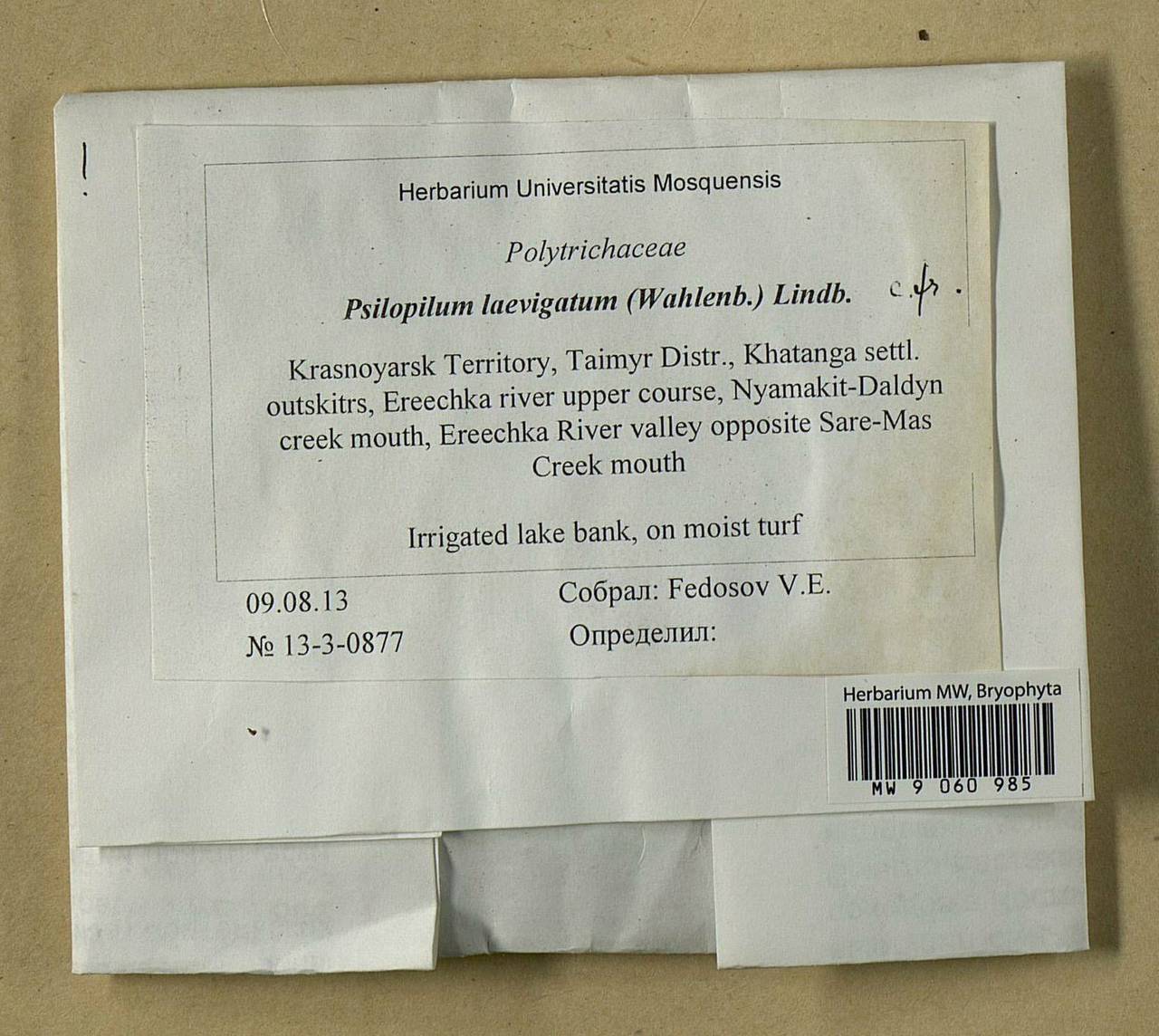 Psilopilum laevigatum (Wahlenb.) Lindb., Bryophytes, Bryophytes - Krasnoyarsk Krai, Tyva & Khakassia (B17) (Russia)