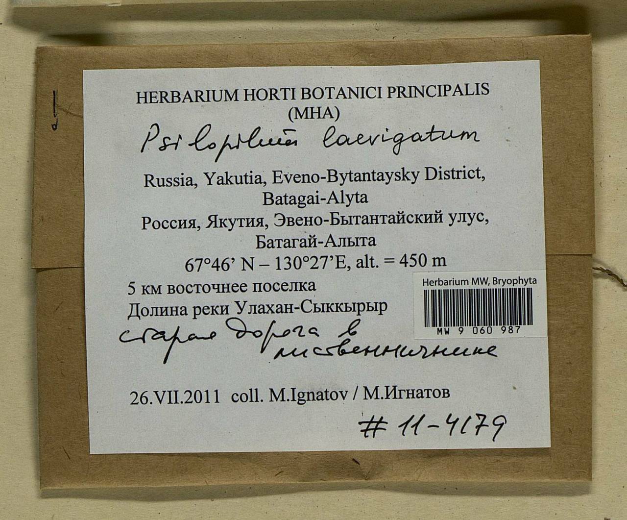 Psilopilum laevigatum (Wahlenb.) Lindb., Bryophytes, Bryophytes - Yakutia (B19) (Russia)