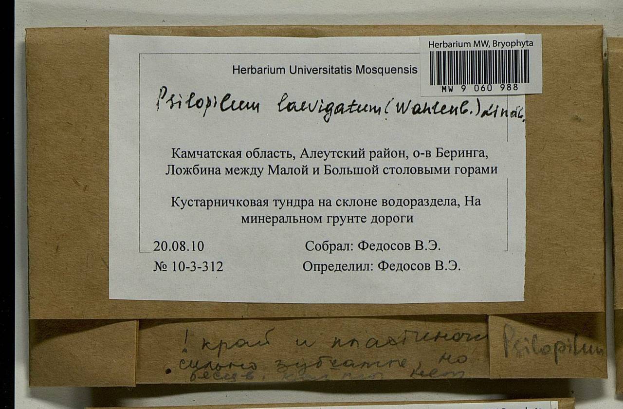 Psilopilum laevigatum (Wahlenb.) Lindb., Bryophytes, Bryophytes - Chukotka & Kamchatka (B21) (Russia)